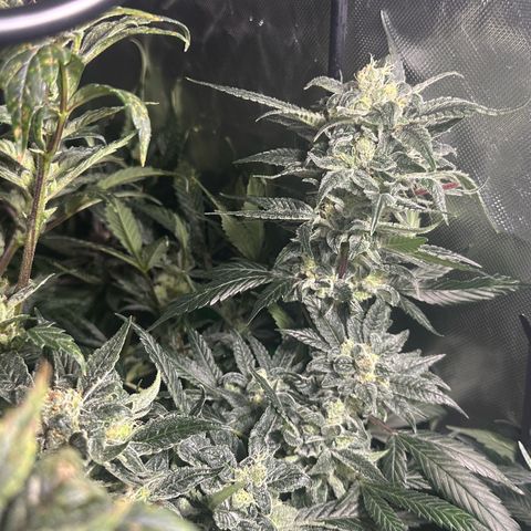 MiscxLAZ #08 C #1 growlog timeline photo