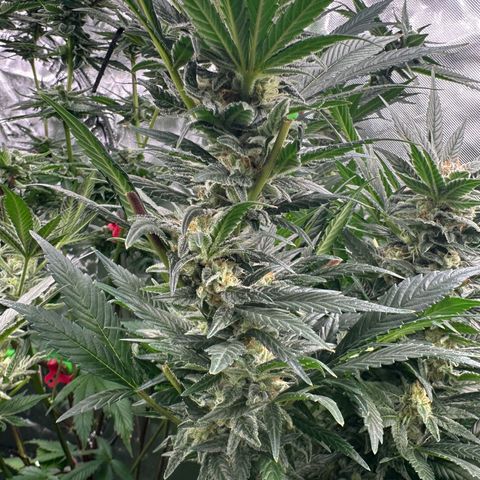 Fuel D.OG #2 Female 49.44g M growlog timeline photo