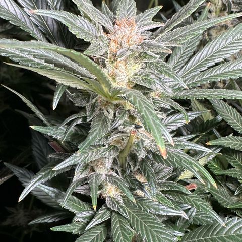 Fuel D.OG #2 Female 49.44g M growlog timeline photo