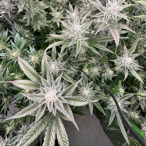 MiscxLAZ #29 C growlog timeline photo