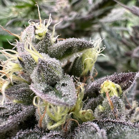 CxLAZ #03 C #1 58.58g growlog timeline photo