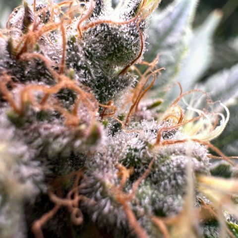Fuel D.OG #1 Female 47.36g growlog timeline photo