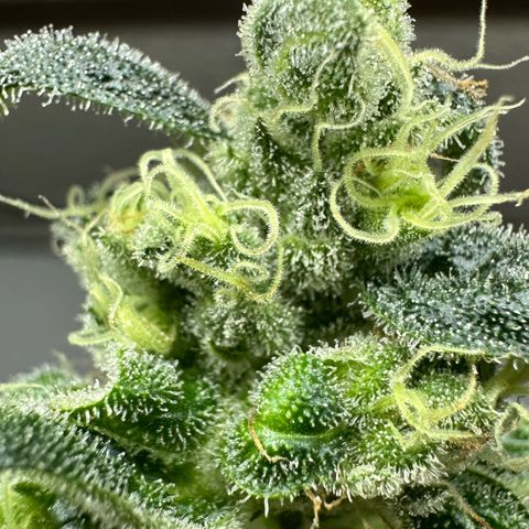MiscxLAZ #08 C #1 growlog photo: Broke bud off plant