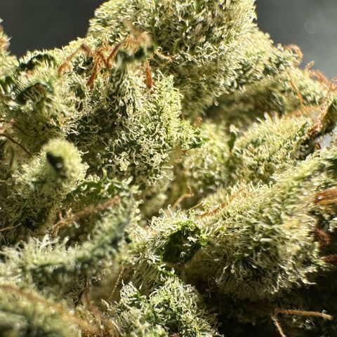 Misc x (LA Kush x Zkittles) #23 28.19g growlog timeline photo