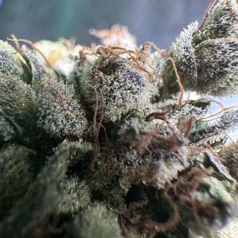 Misc x (LA Kush x Zkittles) #23 28.19g growlog photo: Fox tailing