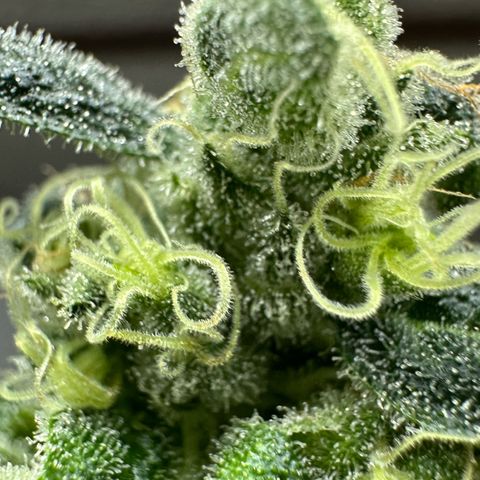 MiscxLAZ #08 C #1 growlog photo: Broke bud off plant