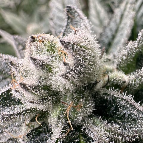 MiscxLAZ #29 C growlog timeline photo