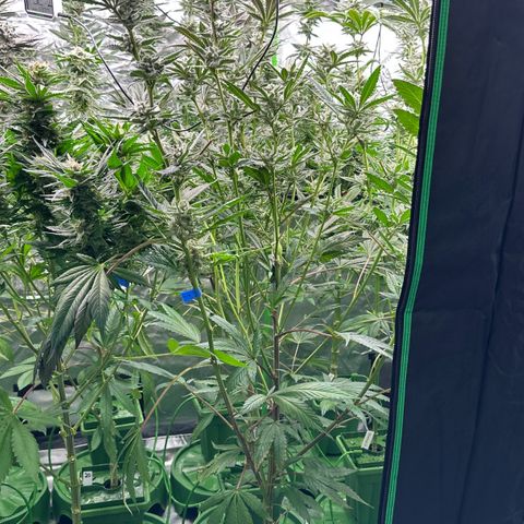 MiscxLAZ #29 C growlog timeline photo