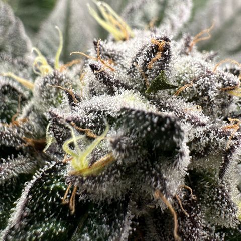 MiscxLAZ #22 C 42.33g growlog timeline photo