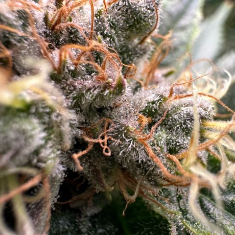 Fuel D.OG #1 Female 47.36g growlog timeline photo