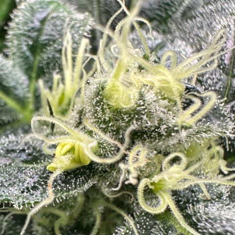 MiscxLAZ #08 C #1 growlog timeline photo