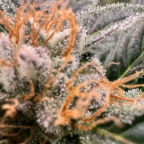Fuel D.OG #2 Female 49.44g M growlog timeline photo