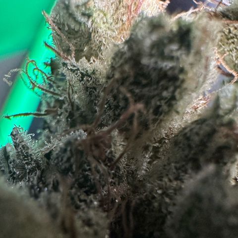 Misc x (LA Kush x Zkittles) #23 28.19g growlog timeline photo