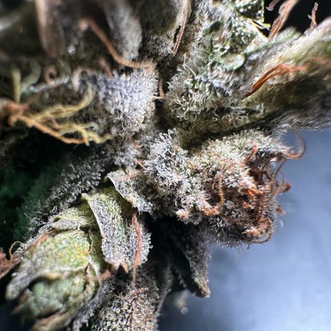 Misc x (LA Kush x Zkittles) #23 28.19g growlog timeline photo