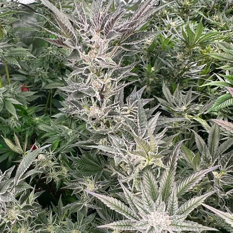 MiscxLAZ #37 C growlog timeline photo