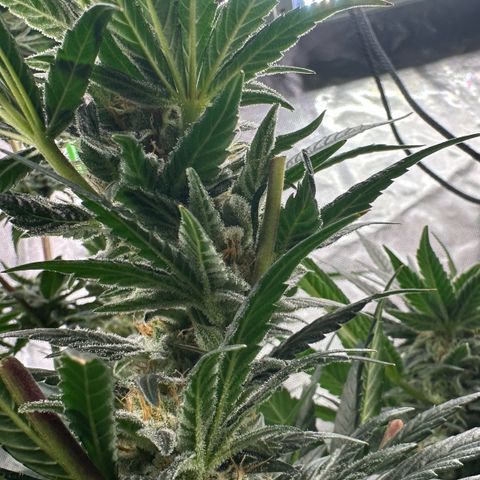Fuel D.OG #2 Female 49.44g M growlog timeline photo