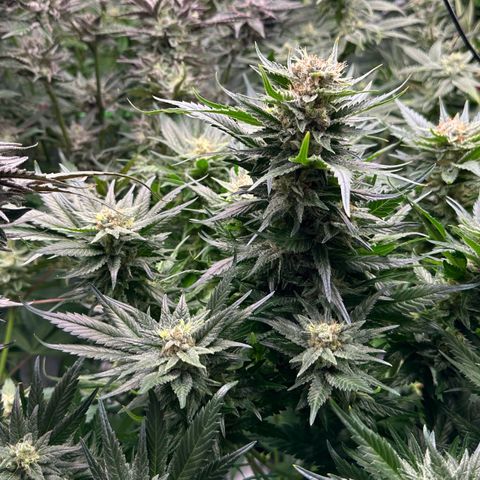 Fuel D.OG #1 Female 47.36g growlog timeline photo
