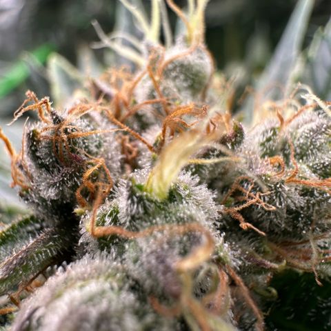 Fuel D.OG #1 Female 47.36g growlog timeline photo