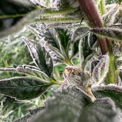 MiscxLAZ #37 C growlog timeline photo