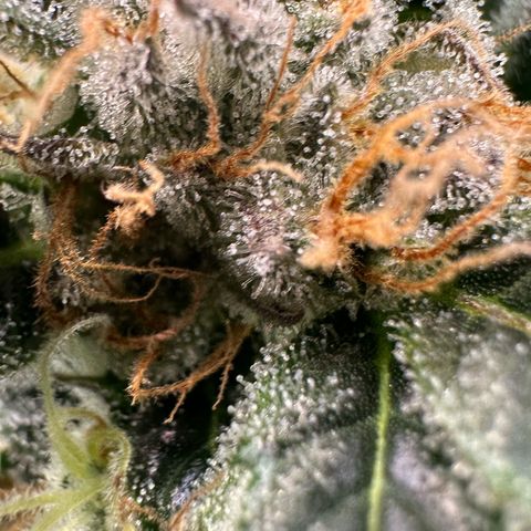 Fuel D.OG #2 Female 49.44g M growlog timeline photo