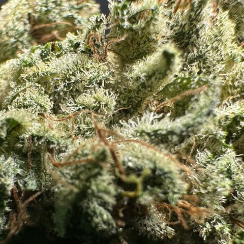 Misc x (LA Kush x Zkittles) #23 28.19g growlog timeline photo