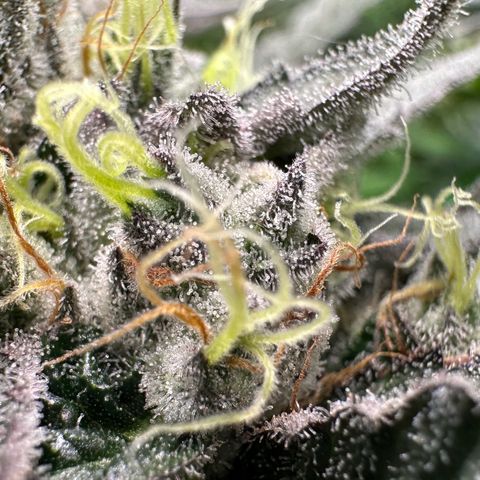CxLAZ #03 C #1 58.58g growlog timeline photo