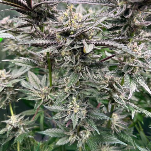 CxLAZ #03 C #1 58.58g growlog timeline photo