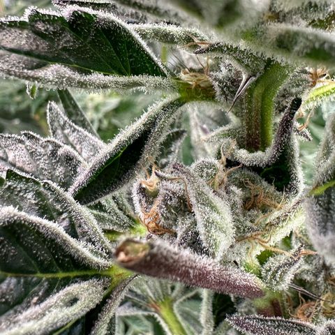MiscxLAZ #37 C growlog timeline photo