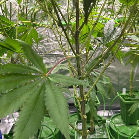 Fuel D.OG #1 Female 47.36g growlog timeline photo