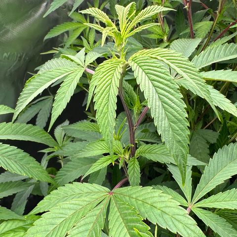 MiscxLAZ #26 C #2 growlog timeline photo