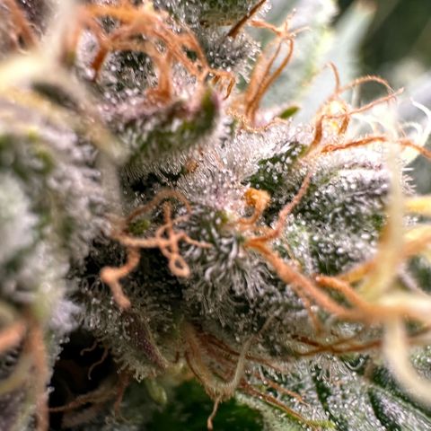 Fuel D.OG #1 Female 47.36g growlog timeline photo