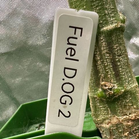 Fuel D.OG #2 Female 49.44g M growlog timeline photo