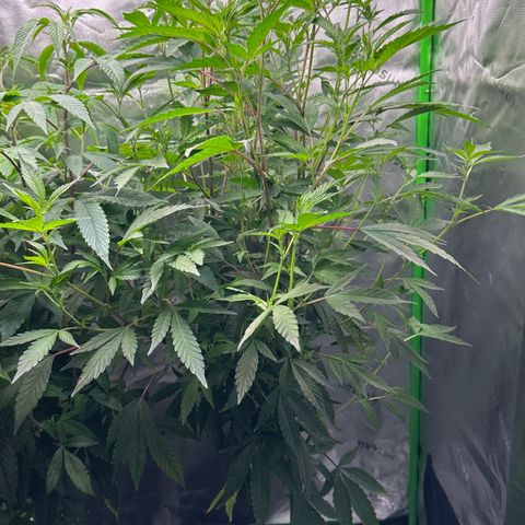 CxLAZ #15 C #1 growlog timeline photo