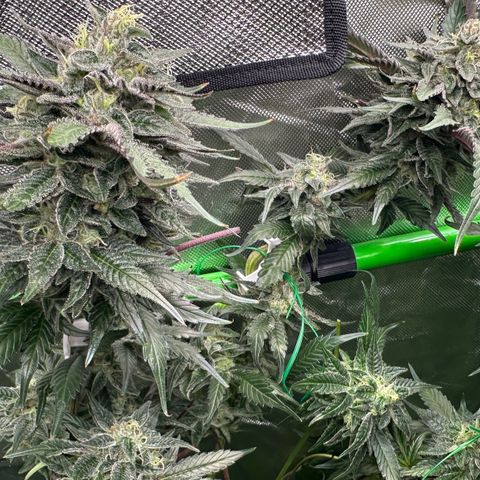 CxLAZ #03 C #1 58.58g growlog timeline photo