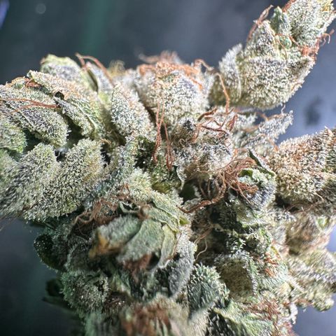 Misc x (LA Kush x Zkittles) #23 28.19g growlog photo: Fox tail