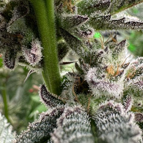 MiscxLAZ #22 C 42.33g growlog timeline photo