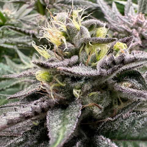 CxLAZ #03 C #1 58.58g growlog timeline photo