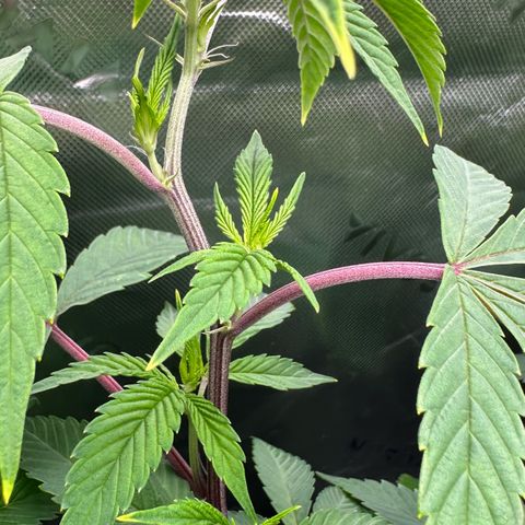 MiscxLAZ #26 C #2 growlog timeline photo