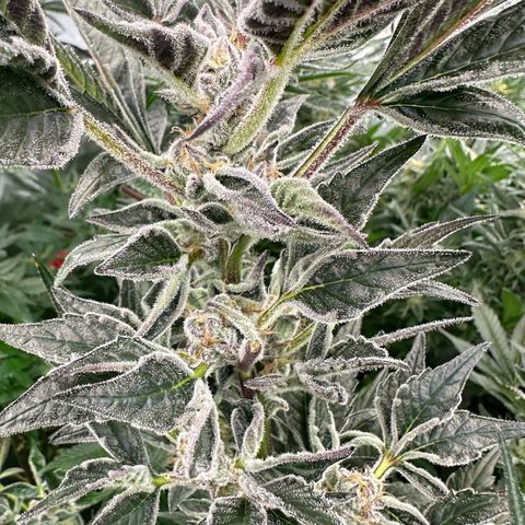MiscxLAZ #37 C growlog timeline photo