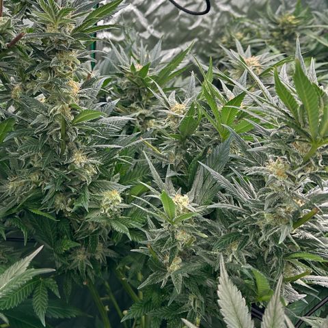 Fuel D.OG #2 Female 49.44g M growlog timeline photo