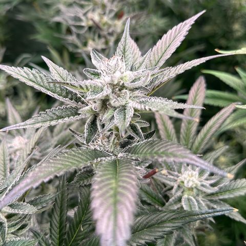 MiscxLAZ #29 C growlog timeline photo