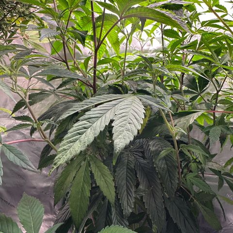 MiscxLAZ #26 C #2 growlog timeline photo