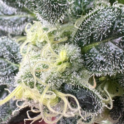 MiscxLAZ #08 C #1 growlog timeline photo