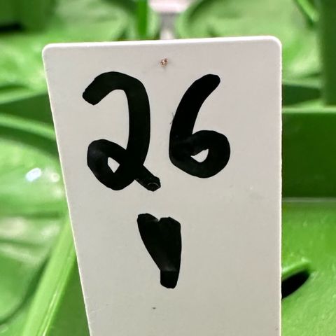 MiscxLAZ #26 C #1 47.15g growlog timeline photo