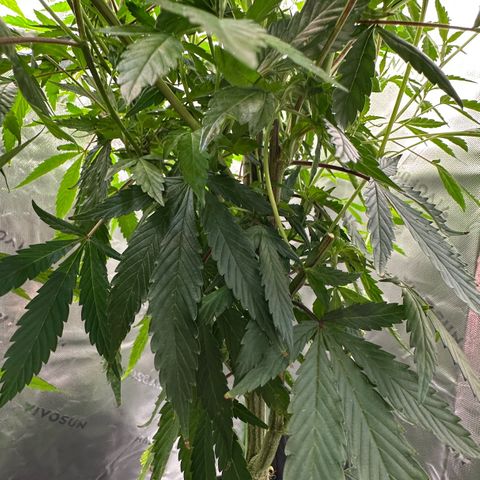 CxLAZ #15 C #1 growlog timeline photo