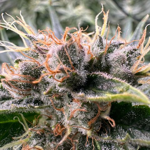 Fuel D.OG #1 Female 47.36g growlog timeline photo