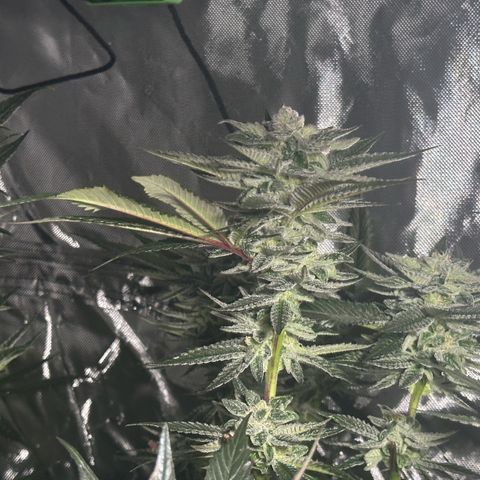 Fuel D.OG #1 Female 47.36g growlog timeline photo