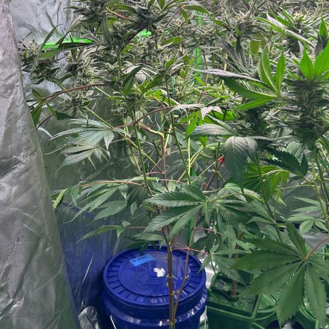 CxLAZ #03 C #1 58.58g growlog timeline photo