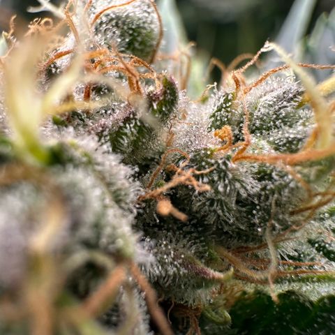 Fuel D.OG #1 Female 47.36g growlog timeline photo