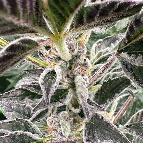 MiscxLAZ #37 C growlog timeline photo